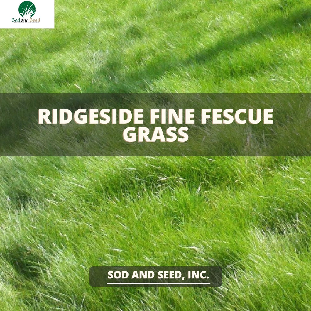 fine fescue sod mix