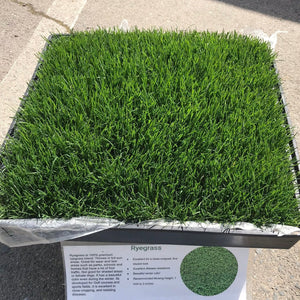 perennial ryegrass seed