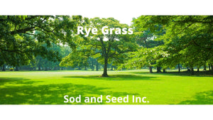 ryegrass sod