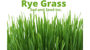 ryegrass rpr sod