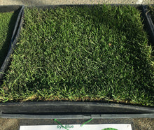 Load image into Gallery viewer, Delta Rye Blue grass - Bay Area Sod and Seed
