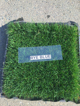 Load image into Gallery viewer, Delta Rye Blue grass ground cover
