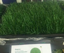 Load image into Gallery viewer, rye gras sod delivery near me
