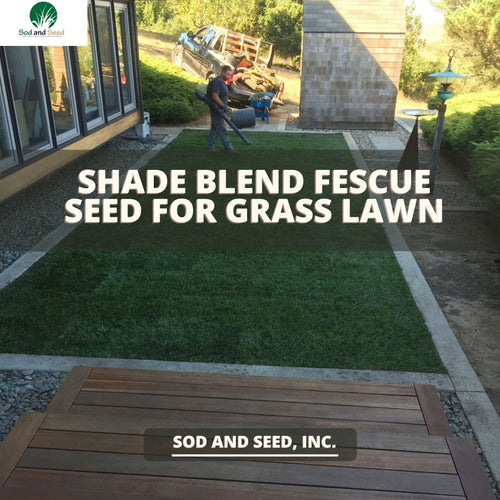 Shade Blend Fescue Seed for Grass Lawn - Native Lawn Delivery