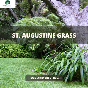 St. Augustine Grass