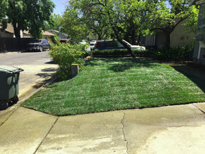 sun and shade grass seed