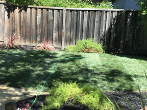 grass that grows in shade