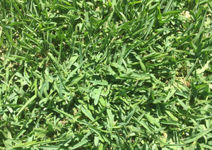 Hawaii grass California 
