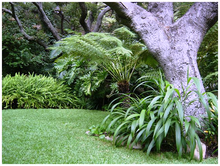 Load image into Gallery viewer, St. Augustine Grass Sod
