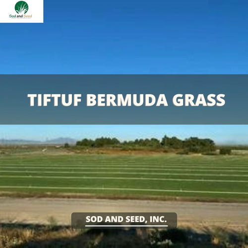 tif tuf bermuda grass