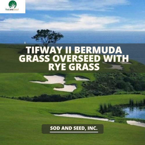 Tifway II Bermuda Grass Overseed - Native Lawn Delivery