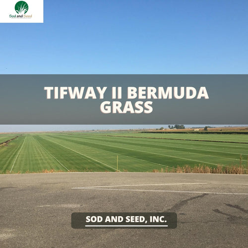 Tifway II Bermuda Grass - Native Lawn Delivery