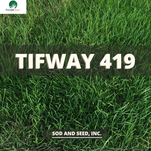 Tifway 419 Bermuda Grass - Native Lawn Delivery