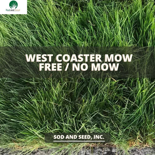 West Coaster Mow Free or No Mow Sod - Native Lawn Delivery