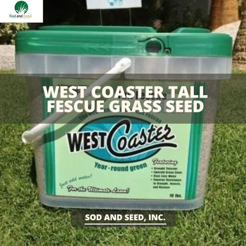 West Coaster Tall Fescue Grass Seed - Native Lawn Delivery