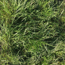 Load image into Gallery viewer, Native Grassland Mix Grass Seed - Native Lawn Delivery
