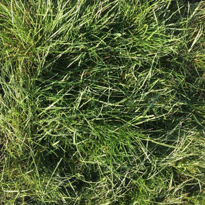 Native Grassland Mix Grass Seed - Native Lawn Delivery