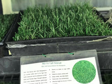 Load image into Gallery viewer, delta tall fescue sod
