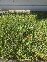 Load image into Gallery viewer, Enduro 90/10 tall fescue with dwarf fescue
