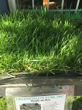 Load image into Gallery viewer, Enduro dwarf fescue sod
