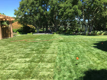 Load image into Gallery viewer, fescue sod next to and over pool for wedding
