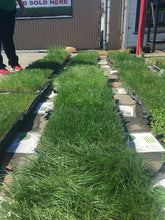 Load image into Gallery viewer, California sod tall fescue
