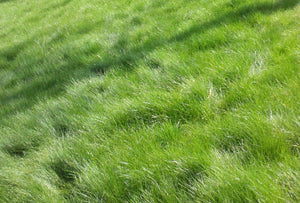 Ridgeside Fine Fescue