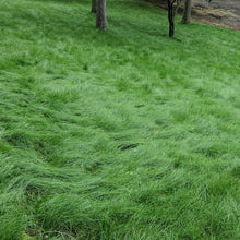 Load image into Gallery viewer, Mow free fine fescue grass
