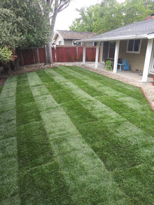 grass that grows in shade under trees