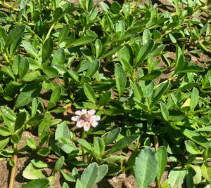 Ground cover plugs