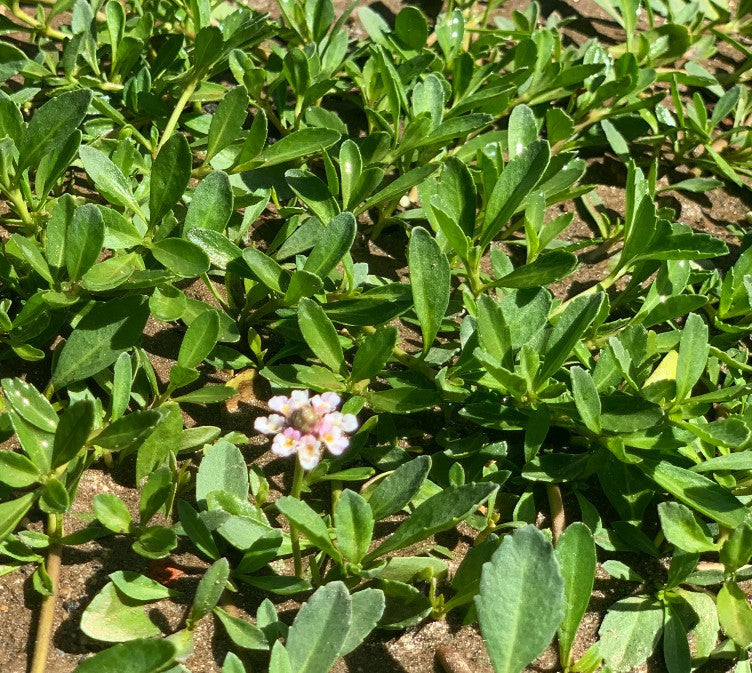 Ground cover plugs