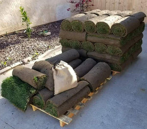 West Coaster Mow Free or No Mow Sod - Native Lawn Delivery