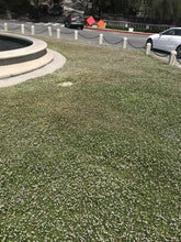 Load image into Gallery viewer, Kurapia turf lawn
