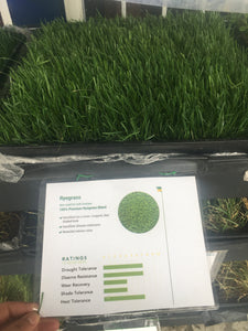 Delta Ryegrass Sod with 10 percent Bluegrass - Native Lawn Delivery