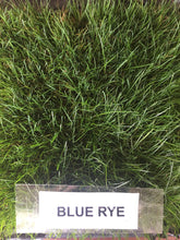 Load image into Gallery viewer, Delta Blue Rye - Bay Area Sod and Seed
