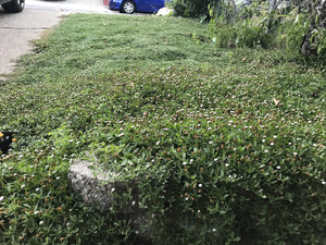 Kurapia turf grass