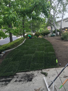 tall grasses for shade