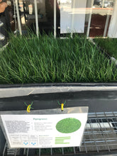 Load image into Gallery viewer, Ryegrass - Bay Area Sod and Seed
