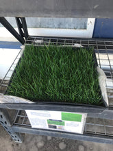 Load image into Gallery viewer, Ryegrass Sod - Native Lawn Delivery
