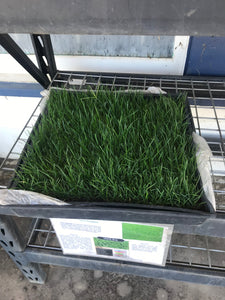 Ryegrass Sod - Native Lawn Delivery