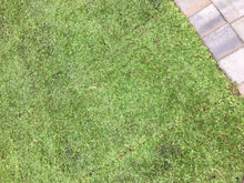 Load image into Gallery viewer, Kurapia Turf - Native Lawn Delivery
