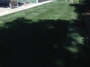 shade mix grass seed