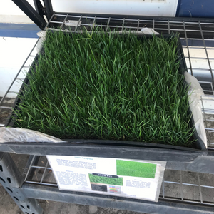 Perennial ryegrass