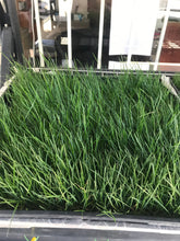 Load image into Gallery viewer, Ryegrass Sod - Native Lawn Delivery
