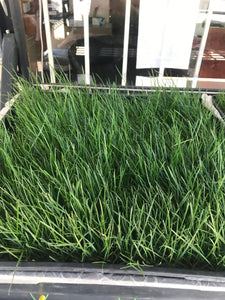 Ryegrass Sod - Native Lawn Delivery