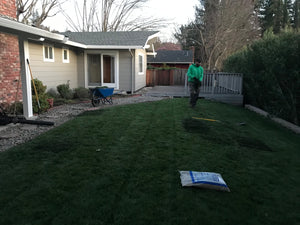 Shade Blend red fescue grass