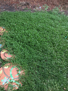 Kurapia Ground Cover - Native Lawn Delivery