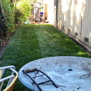 Shade Blend Grass - Native Lawn Delivery