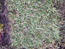 Load image into Gallery viewer, Kurapia Ground Cover - Native Lawn Delivery
