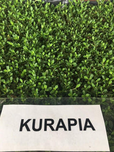 kurapia grass sod sample